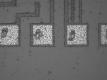 Contamination on Integrated circuit with UV microscope